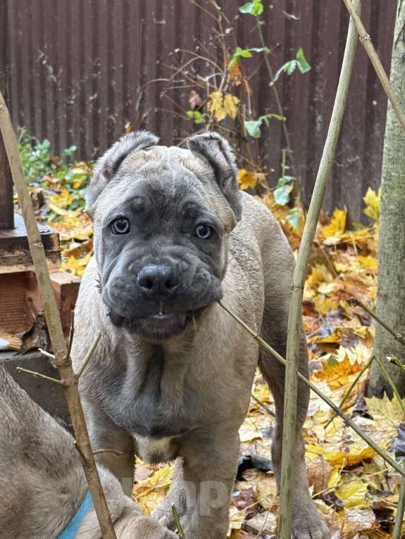 Собаки в Москве: Щенки кане корсо Мальчик, 120 000 руб. - фото 2