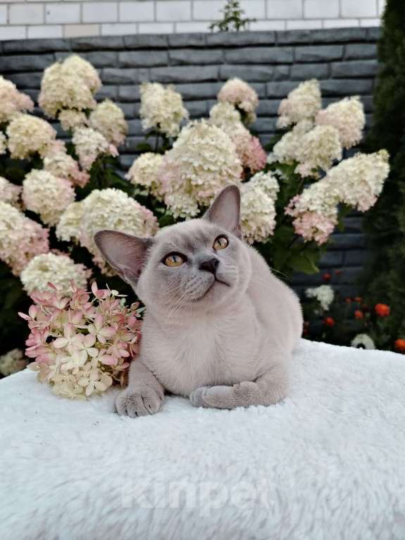 Кошки в Екатеринбурге: Бурманские клубные котята Мальчик, Бесплатно - фото 4