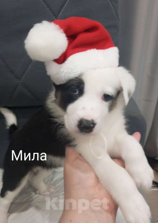 Собаки в Москве: Щенок в добрые руки Девочка, Бесплатно - фото 1