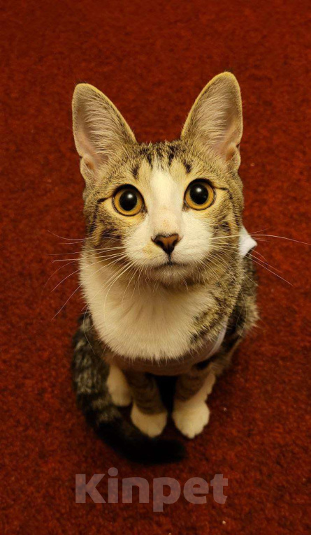 Кошки в Москве: Котенок Гала в добрые руки Девочка, Бесплатно - фото 4