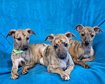 Собаки в Ангарске: Продам щенят Уиппета Девочка, 25 000 руб. - фото 1