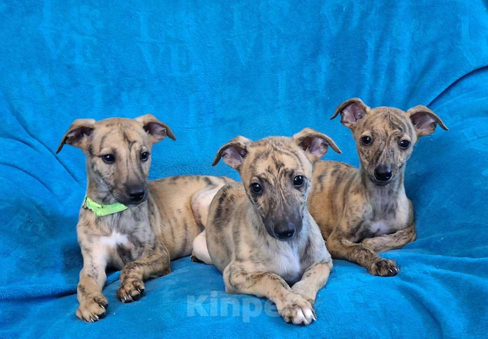 Собаки в Ангарске: Продам щенят Уиппета Девочка, 25 000 руб. - фото 1