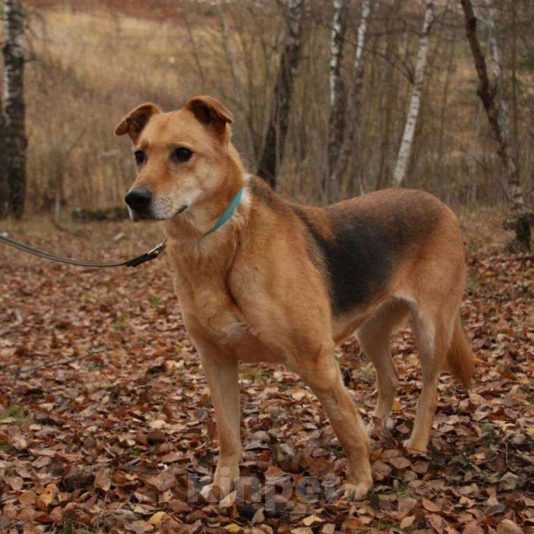 Собаки в Москве: Фокси Девочка, Бесплатно - фото 3
