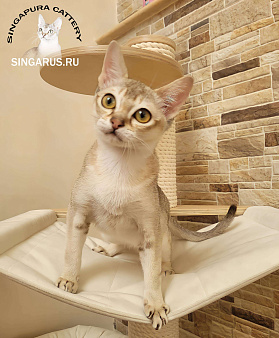 Объявление: Сингапурские котята. У нас сейчас есть свободные котята, 60 000 руб., Иваново