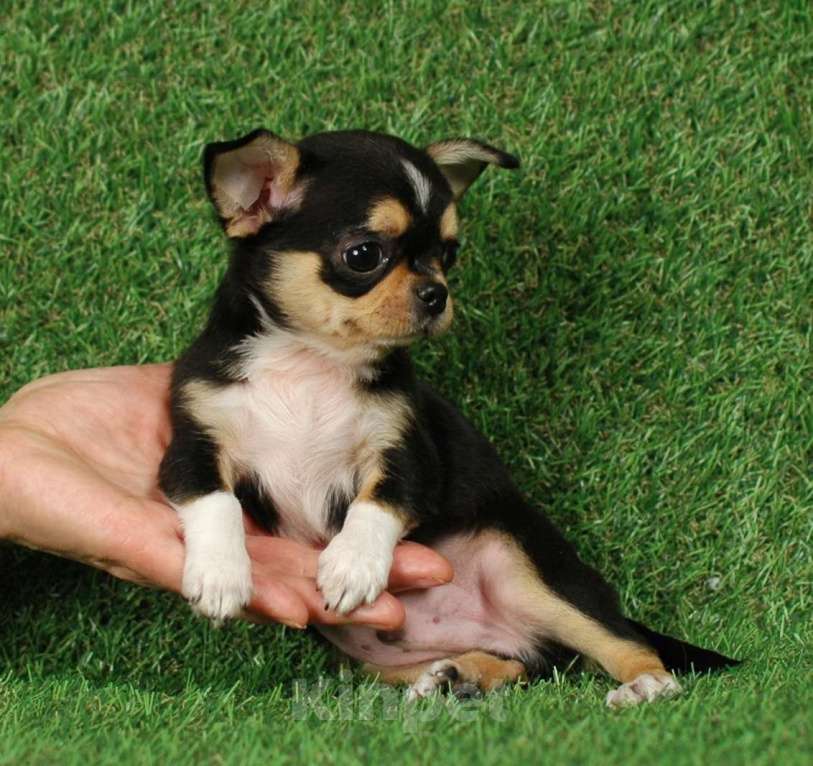 Собаки в Москве: Мини мальчик чихуа Мальчик, 15 000 руб. - фото 7