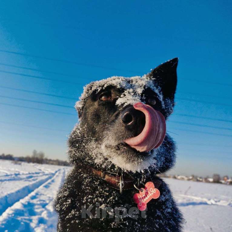 Собаки в Королеве: Очаровательная девчонка по имени Майя ищет дом! Девочка, Бесплатно - фото 1