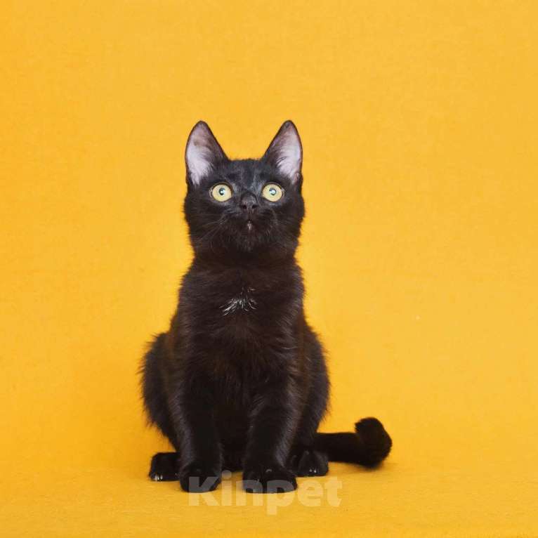 Кошки в Москве: Котенок Ося ищет дом Мальчик, Бесплатно - фото 7