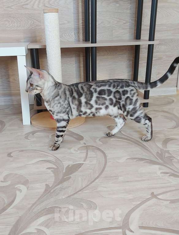 Кошки в Москве: Бенгальские котята серебро  Мальчик, Бесплатно - фото 10