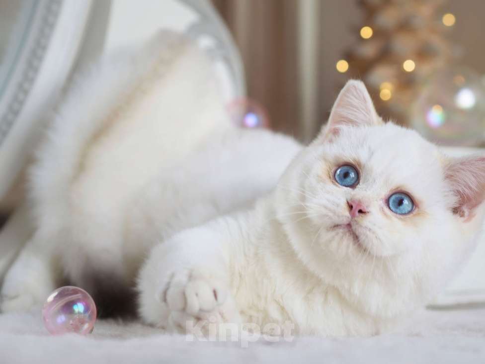 Кошки в Москве: Британский мальчик Фан-Фан Мальчик, 120 000 руб. - фото 3