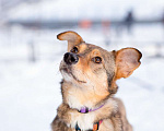 Собаки в Санкт-Петербурге: Очень трогательная собачка Девочка, Бесплатно - фото 6
