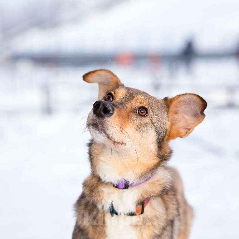 Собаки в Санкт-Петербурге: Очень трогательная собачка Девочка, Бесплатно - фото 6