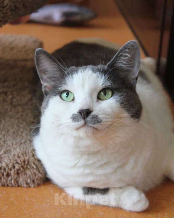 Кошки в Москве: Васька - девочка уютная Девочка, Бесплатно - фото 3