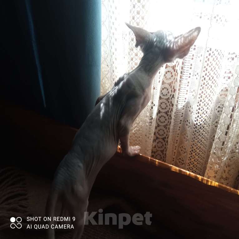 Кошки в Владимире: Котенок кошечка канадский сфинкс цветочек Девочка, 29 000 руб. - фото 2