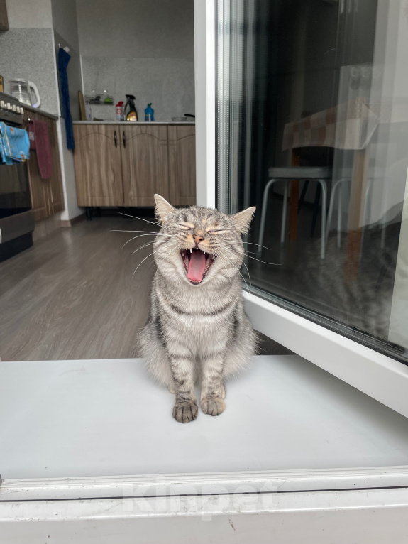 Кошки в Кудрово: Кошечка в добрые руки Девочка, Бесплатно - фото 2