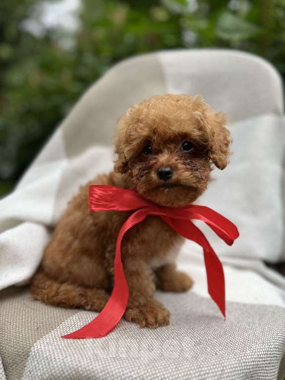 Собаки в Москве: Щенки мальтипу  Мальчик, 200 000 руб. - фото 2