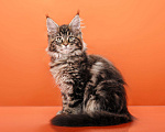 Кошки в Омске: Котята мейн-кун Мальчик, Бесплатно - фото 3