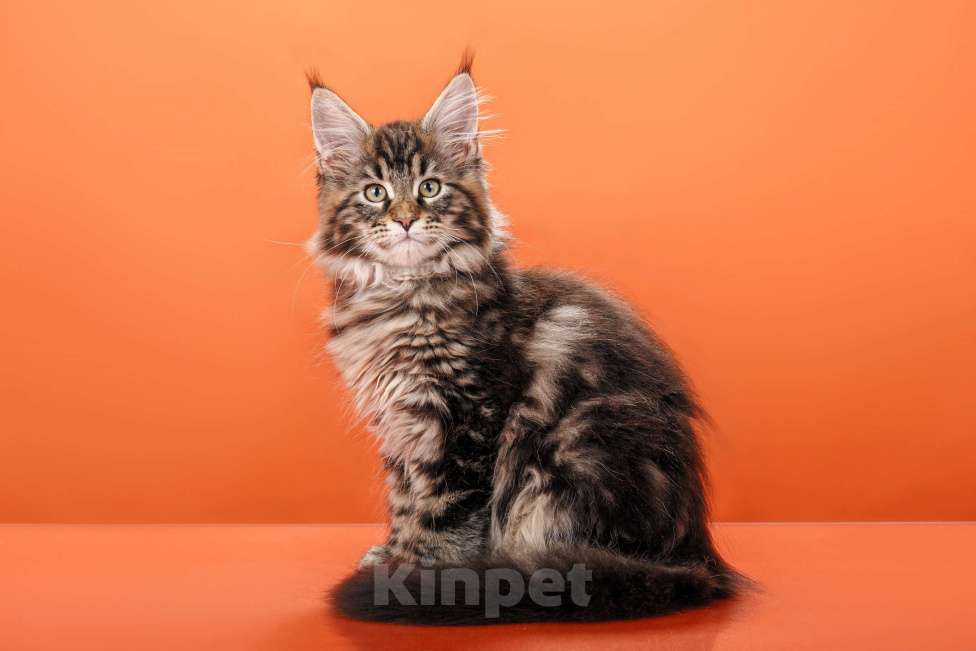 Кошки в Омске: Котята мейн-кун Мальчик, Бесплатно - фото 3
