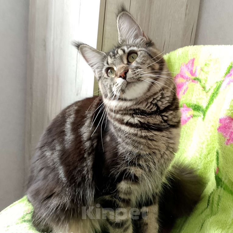 Кошки в Энгельс: Котята Мейн Ку Девочка, 35 000 руб. - фото 4