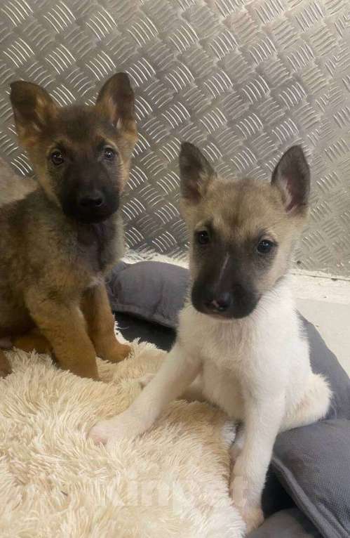 Собаки в Москве: 7 очаровательных щенят в дар Мальчик, 1 руб. - фото 6