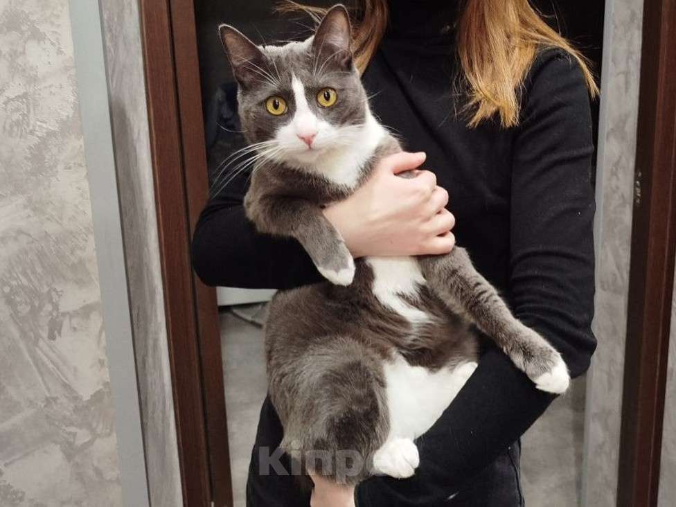 Кошки в Долгопрудном: Отдам кота в добрые руки Мальчик, Бесплатно - фото 4