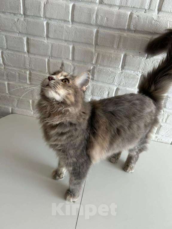 Кошки в Мурином: Прелестная девочка мейн-кун  Девочка, 22 000 руб. - фото 5