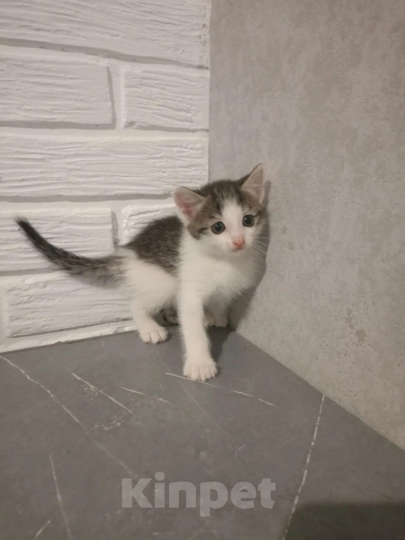 Кошки в Самаре: Котята в добрые руки Девочка, Бесплатно - фото 2