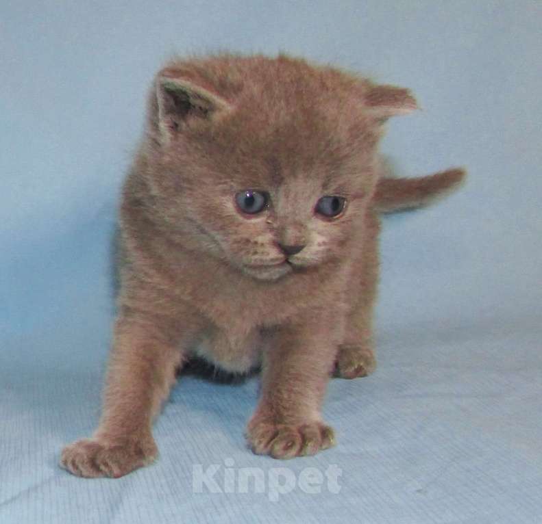 Кошки в Санкт-Петербурге: шотландская кошечка страйт Девочка, 25 000 руб. - фото 2