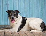 Собаки в Москве: Белый пёс Стэн, домашний мальчик в добрые руки Мальчик, 1 руб. - фото 5