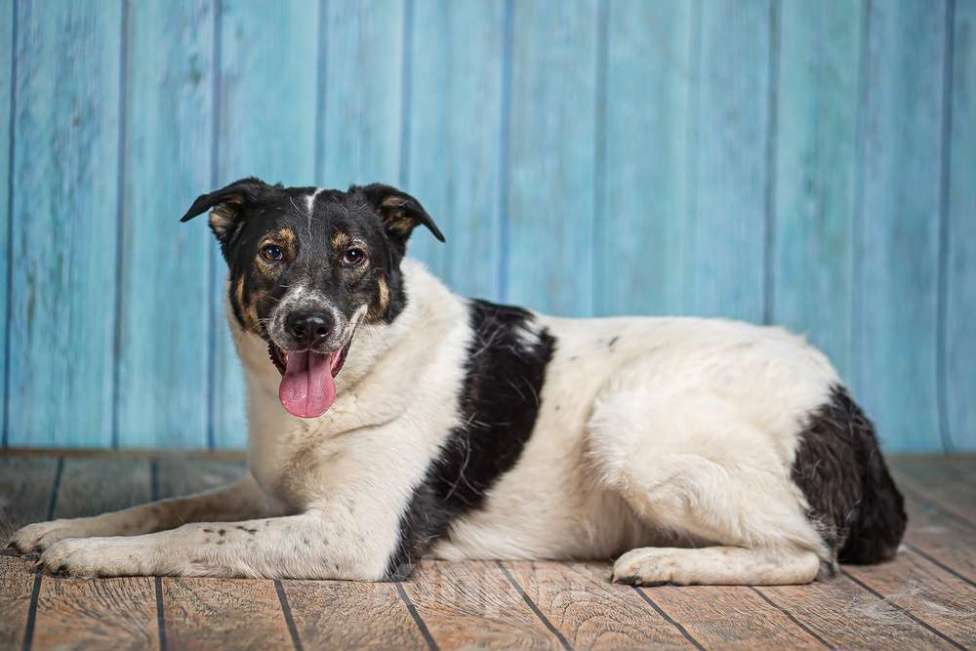 Собаки в Москве: Белый пёс Стэн, домашний мальчик в добрые руки Мальчик, 1 руб. - фото 5