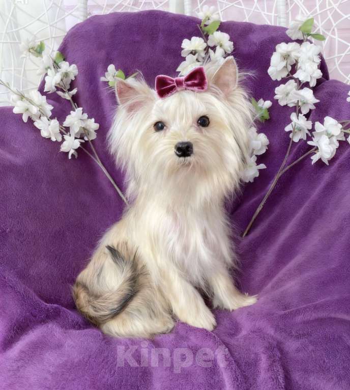 Собаки в Москве: Золотой йорк мини девочка подрощенная Девочка, 80 000 руб. - фото 5