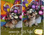 Кошки в Краснодаре: Котята Золотая шиншилла Мальчик, Бесплатно - фото 6