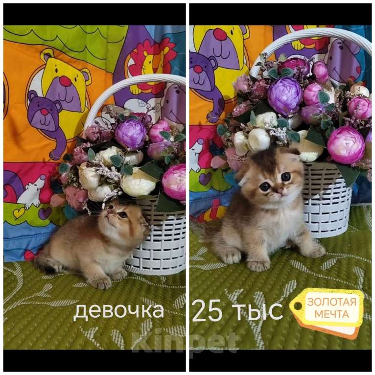 Кошки в Краснодаре: Котята Золотая шиншилла Мальчик, Бесплатно - фото 6