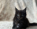 Кошки в Новосибирске: Котята мейн кун Мальчик, 50 000 руб. - фото 4