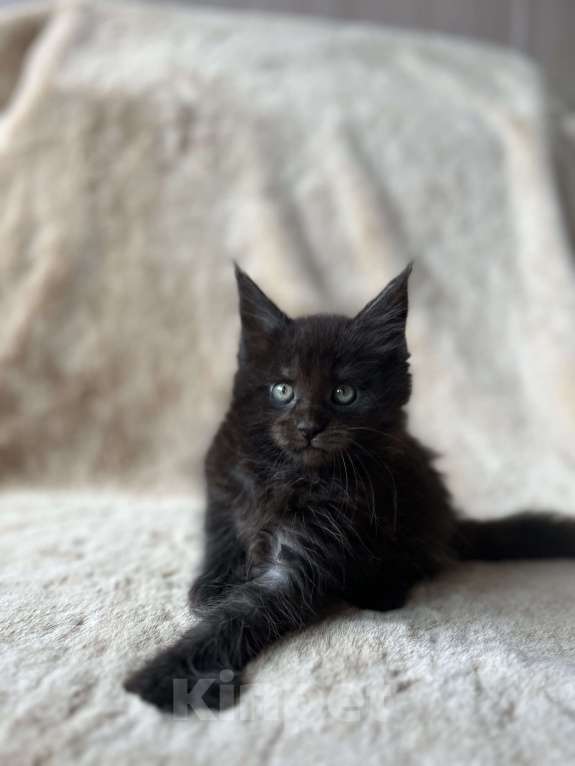 Кошки в Новосибирске: Котята мейн кун Мальчик, 50 000 руб. - фото 4