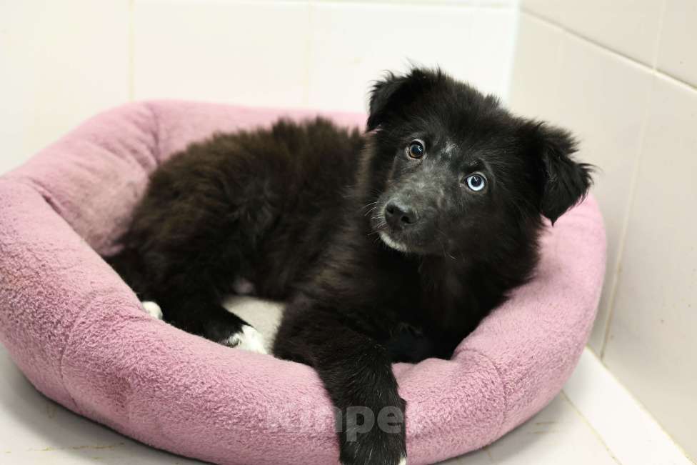 Собаки в Москве: Щенок бесплатно в Москве Мальчик, Бесплатно - фото 10