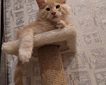 Кошки в Омске: Кот Мэйн-кун  Мальчик, 30 000 руб. - фото 2
