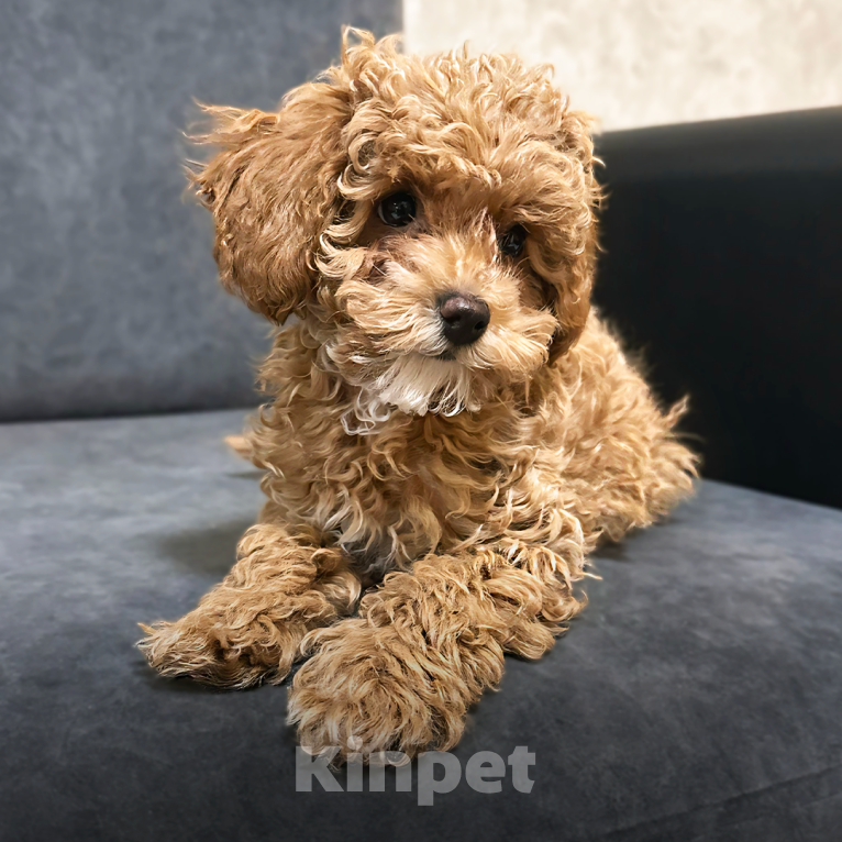 Собаки в Москве: Щенки мальтипу Мальчик, 200 000 руб. - фото 8