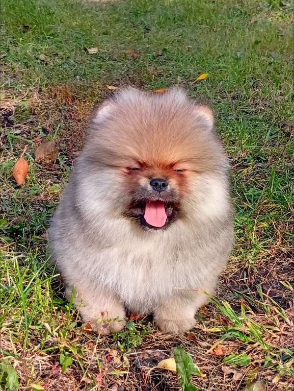 Собаки в Воронеже: Шпиц мишка Мальчик, 50 000 руб. - фото 4