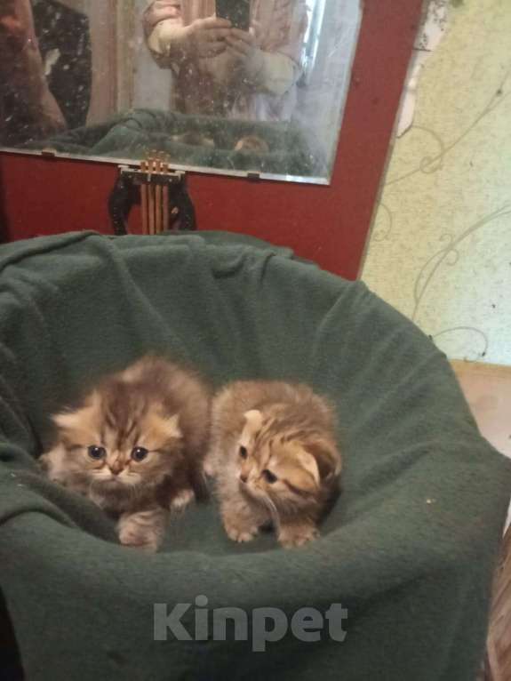 Кошки в Калуге: Шоотландские вислоухиие Девочка, 4 000 руб. - фото 3