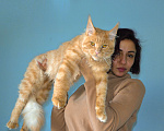 Кошки в Москве: котенок мейн кун кот Мальчик, 20 000 руб. - фото 2