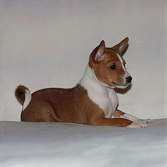 Щенки басенджи