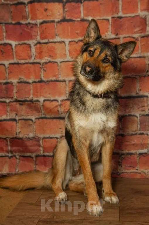 Собаки в Ногинске: Дейзи — дипломат с хвостом! Девочка, Бесплатно - фото 5