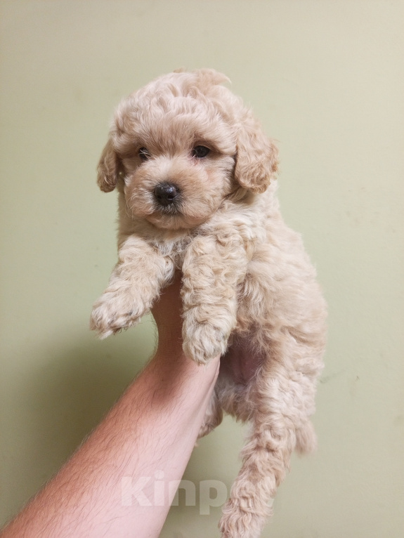 Собаки в Воронеже: Щенки мальтипу F1 Девочка, 60 000 руб. - фото 2