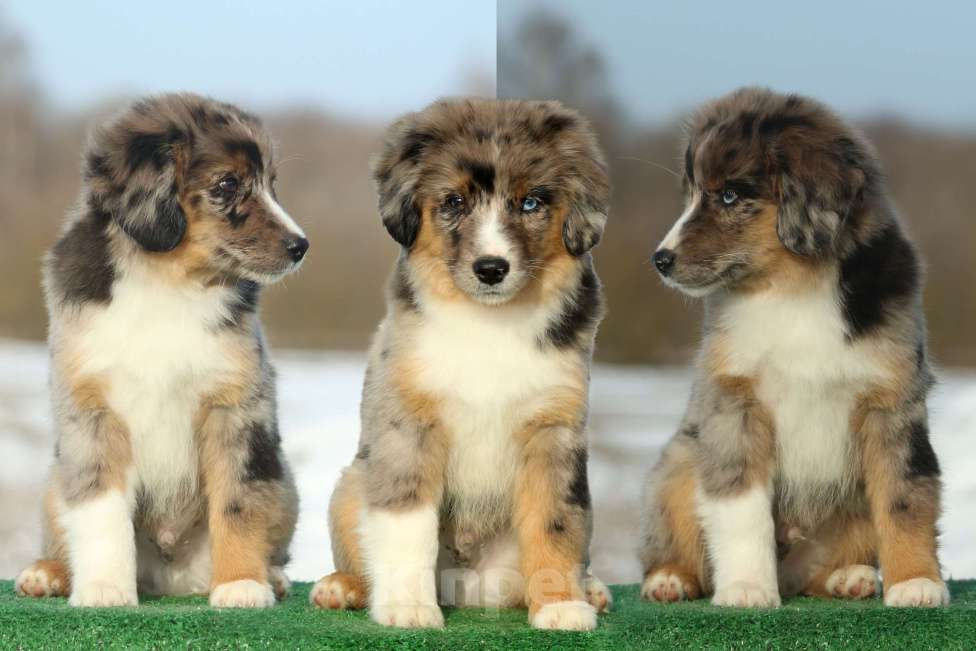 Собаки в Рязани: Питомник РКФ Браво Ларисто Мальчик, 100 000 руб. - фото 3