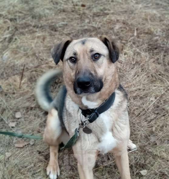 Собаки в Ногинске: Фитнес-тренер Урал приглашает к совместным прогулкам Мальчик, Бесплатно - фото 6