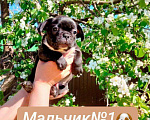 Собаки в Тюмени: Щенки французского бульдога Мальчик, 50 000 руб. - фото 2