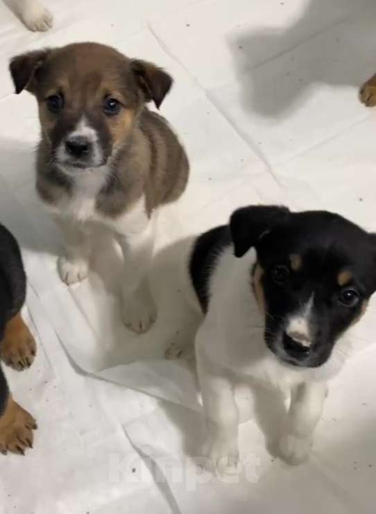 Собаки в Липецке: Отдам щенка в Липецке Мальчик, Бесплатно - фото 3