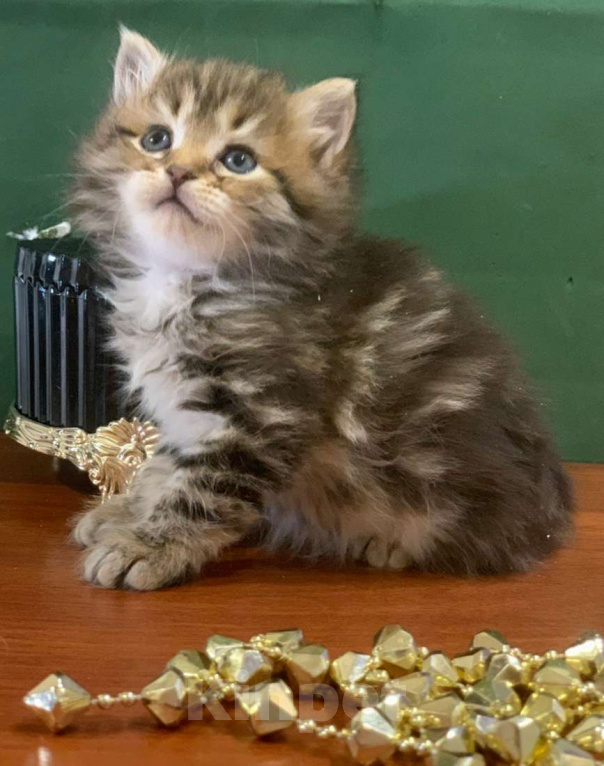 Кошки в Перми: Сибирские кошечки Девочка, 40 000 руб. - фото 2