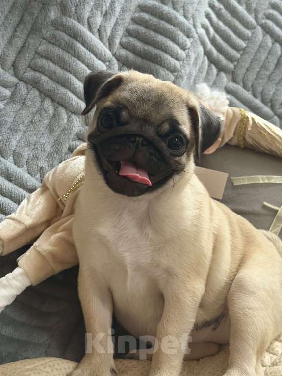 Собаки в Ростове-на-Дону: Щенки мопса  Девочка, 38 000 руб. - фото 2
