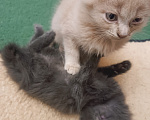 Кошки в Майкопе: Котята Мальчик, Бесплатно - фото 1